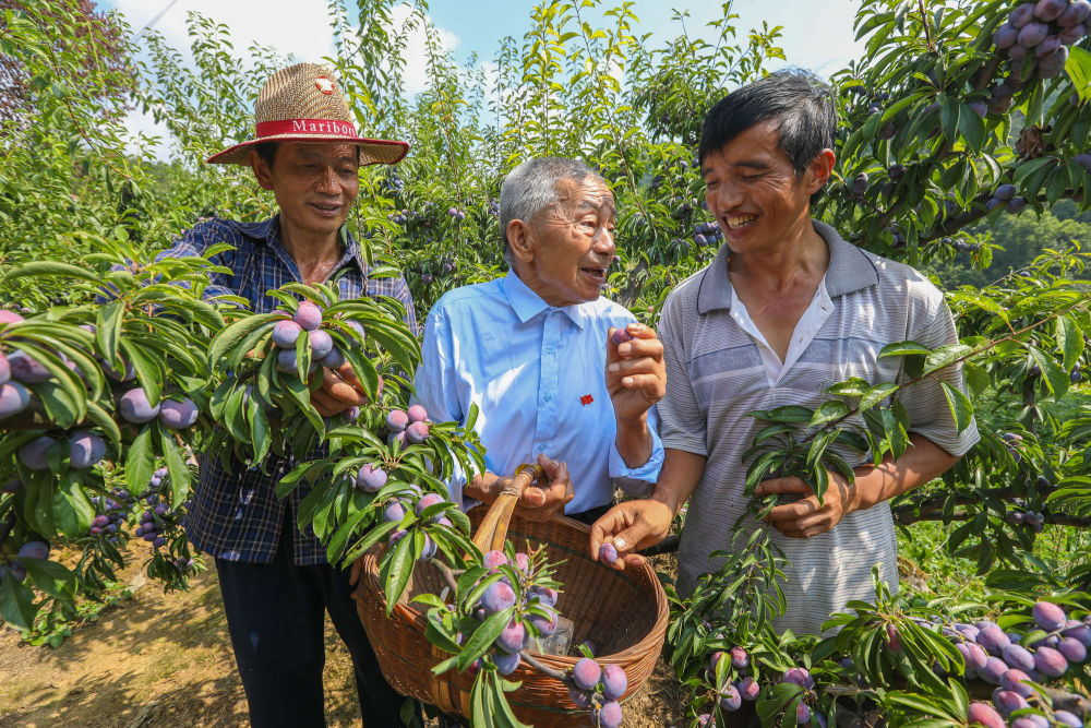 黄大发（中）和果农们研究水果种植技术（2018年8月12日摄）。 新华社记者 刘续 摄